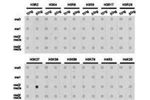 Western Blotting (WB) image for anti-Histone 3 (H3) (H3K27me2) antibody (ABIN1873001) (Histone 3 antibody  (H3K27me2))