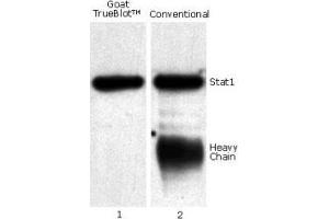 Goat IP / Western Blot Goat IP / Western Blot: Jurkat cell lysate (0. (Goat TrueBlot® Set (with IP beads))