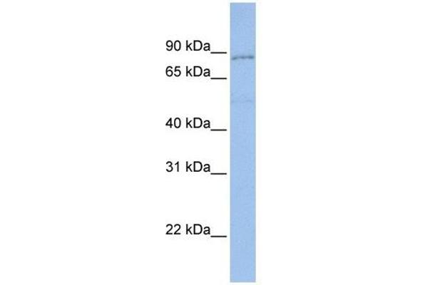 Protocadherin gamma Subfamily A, 4 (PCDHGA4) (N-Term) antibody