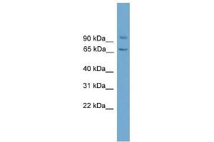 LOH11CR2A antibody used at 0. (VWA5A antibody  (N-Term))