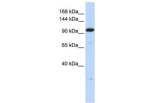 ZFP112 antibody  (N-Term)