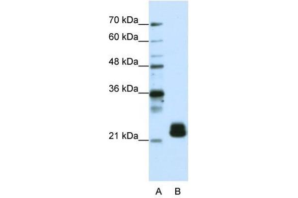 TMED4 antibody  (N-Term)