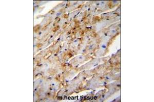 ALDH1L2 Antibody immunohistochemistry analysis in formalin fixed and paraffin embedded mouse heart tissue followed by peroxidase conjugation of the secondary antibody and DAB staining. (ALDH1L2 antibody  (C-Term))