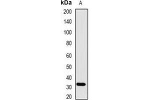 Western blot analysis of SMN expression in HEK293T (A) whole cell lysates. (SNRPN antibody)