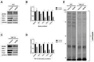 Western Blotting (WB) image for 10X TTBS (pH 7.5) (ABIN925553)