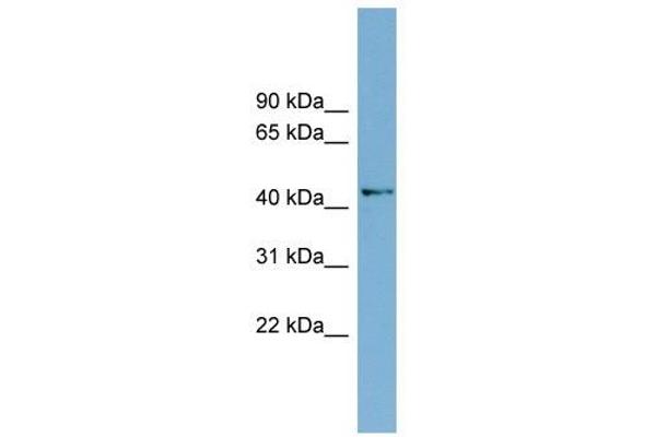 AMDHD1 antibody  (N-Term)