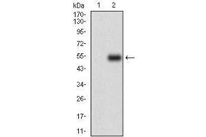 Western Blotting (WB) image for anti-Colony Stimulating Factor 1 Receptor (CSF1R) (AA 344-497) antibody (ABIN1724925)