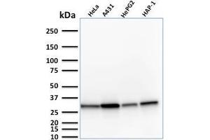Western Blot Analysis of Human HeLa, A431, HePG2 and HAP1 cell lysate using MTAP Mouse Monoclonal Antibody (MTAP/1813). (MTAP antibody  (AA 97-196))