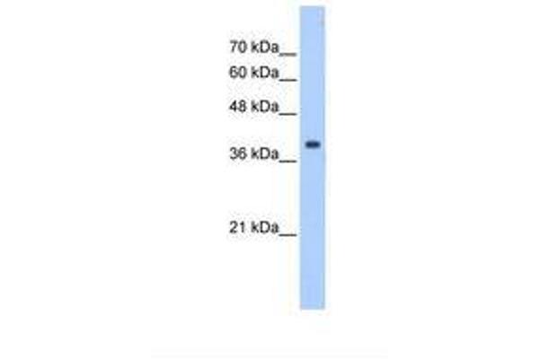 Eukaryotic Translation Initiation Factor 3, Subunit M (EIF3M) (N-Term) anticorps