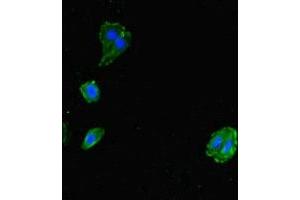 Immunofluorescent analysis of HepG2 cells using ABIN7143724 at dilution of 1:100 and Alexa Fluor 488-congugated AffiniPure Goat Anti-Rabbit IgG(H+L) (Allergin-1 antibody  (AA 249-343))