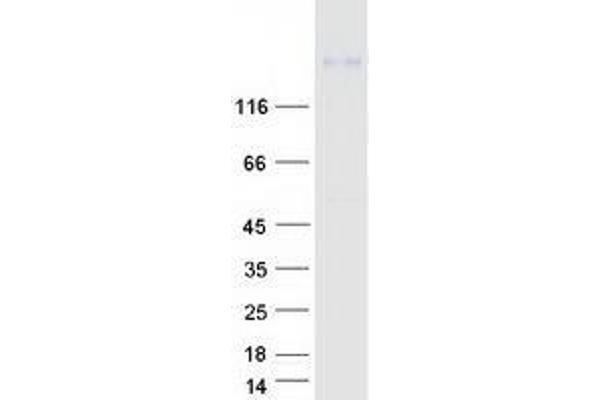 WNK4 Protein (Myc-DYKDDDDK Tag)