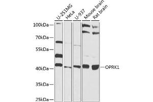 Western blot analysis of extracts of various cell lines, using OPRK1 antibody (ABIN6129425, ABIN6145044, ABIN6145046 and ABIN6224320) at 1:1000 dilution. (OPRK1 antibody  (AA 1-60))