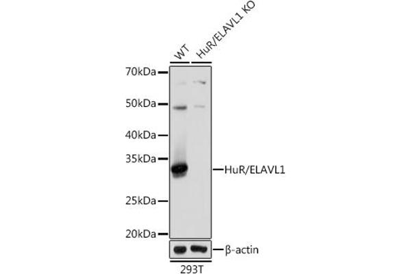 ELAVL1 antibody