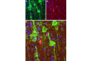 Expression of DRD1 in rat cortex - Immunohistochemical staining of perfusion-fixed frozen brain sections with Anti-D1 Dopamine Receptor Antibody (ABIN7043105, ABIN7044227 and ABIN7044228), (1:100), (green). (Dopamine Receptor d1 antibody  (C-Term, Intracellular))