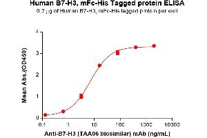 ELISA plate pre-coated by 2 μg/mL (100 μL/well) Human B7-H3 Protein, mFc-His Tag (ABIN6961085, ABIN7042199 and ABIN7042200) can bind Anti-B7-H3 (biosimilar) mAb in a linear range of 0. (CD276 Protein (CD276) (AA 29-245) (mFc-His Tag))
