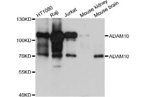 Western blot analysis of extracts of various cell lines, using ADAM10 antibody (ABIN4902832) at 1:1000 dilution. (ADAM10 antibody)