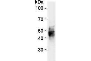 Western blot analysis of mouse CD63 expression in BMMCs (mouse bone marrow-derived mast cells) using anti-mouse CD63 (clone R5G2, AM26556AF-N). (CD63 antibody)