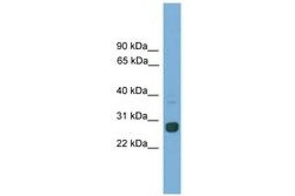MXD1 antibody  (AA 681-730)