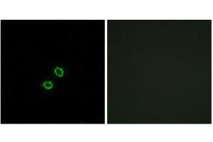 Immunofluorescence (IF) image for anti-Killer Cell Immunoglobulin-Like Receptor, Two Domains, Long Cytoplasmic Tail, 5B (KIR2DL5B) (Internal Region) antibody (ABIN1851474) (KIR2DL5B antibody  (Internal Region))