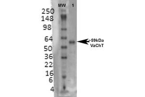 Western Blot analysis of Rat brain membrane lysate showing detection of VAChT protein using Mouse Anti-VAChT Monoclonal Antibody, Clone S6-38 . (SLC18A3 antibody  (AA 521-532) (APC))