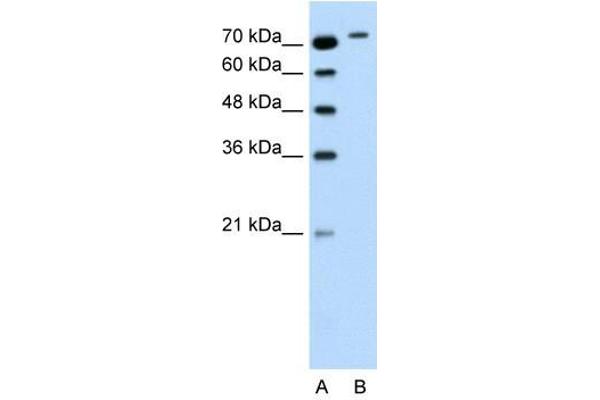 RHOBTB1 antibody  (Middle Region)