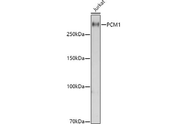 PCM1 antibody  (AA 1-260)