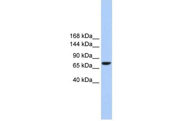 Tmc2 antibody  (Middle Region)