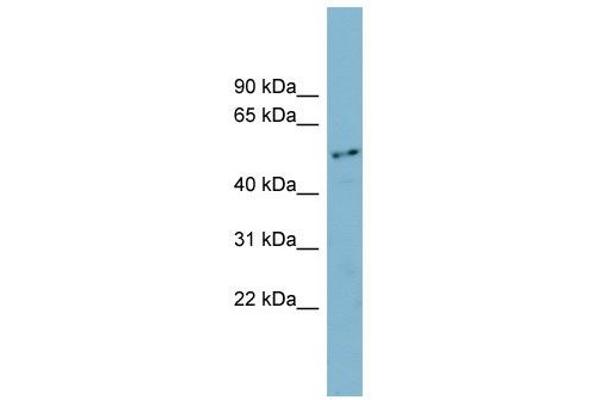 FAM90A1 antibody  (N-Term)