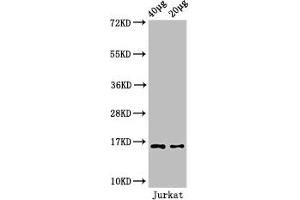 Western Blot Positive WB detected in: Jurkat cell acid extracts All lanes: HIST1H3A antibody at 1. (HIST1H3A antibody  (meLys4))