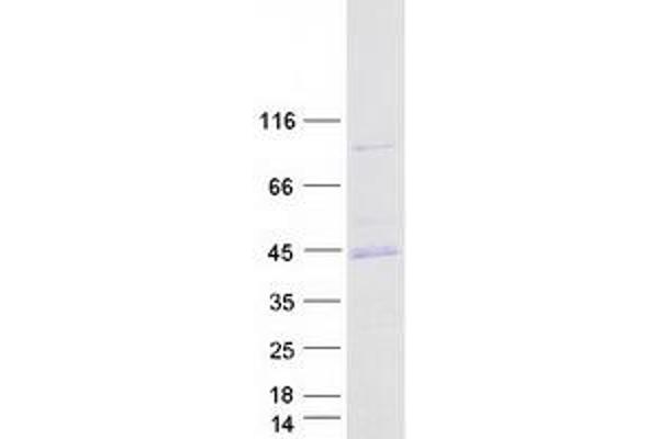 PRKACA Protein (Transcript Variant 1) (Myc-DYKDDDDK Tag)