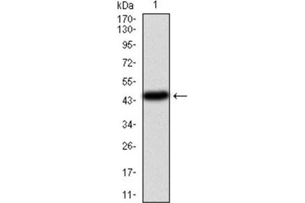 PIK3CA antibody