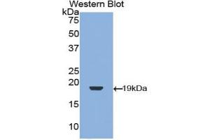 Detection of Recombinant TGFb1, Cavia using Polyclonal Antibody to Transforming Growth Factor Beta 1 (TGFb1) (TGFB1 antibody  (AA 279-390))