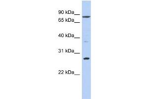 WB Suggested Anti-KLF12 Antibody Titration:  0. (KLF12 antibody  (N-Term))