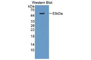 Detection of Recombinant vWF, Canine using Polyclonal Antibody to Von Willebrand Factor (vWF) (VWF antibody  (AA 34-240))