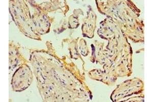 Immunohistochemistry of paraffin-embedded human placenta tissue using ABIN7156944 at dilution of 1:100 (KCNN4 antibody  (AA 288-427))