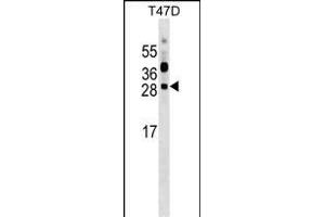 PRTFDC1 Antibody (C-term) (ABIN1536768 and ABIN2849181) western blot analysis in T47D cell line lysates (35 μg/lane). (PRTFDC1 antibody  (C-Term))