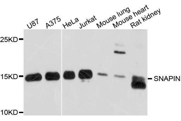 SNAPIN antibody  (AA 1-136)