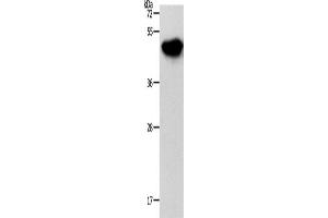 Western Blotting (WB) image for anti-NDRG Family Member 3 (NDRG3) antibody (ABIN2426721) (NDRG3 antibody)