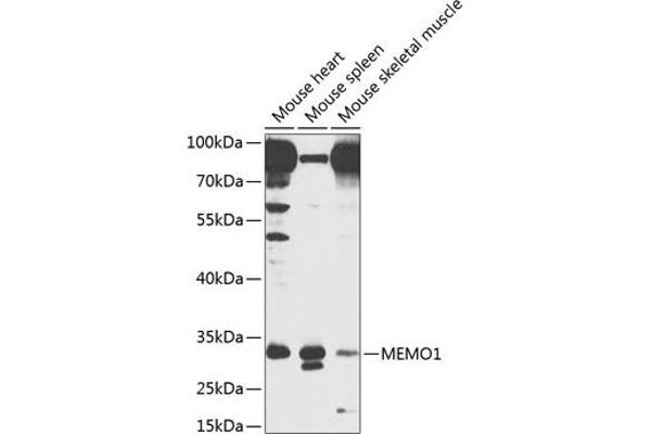 MEMO1 antibody  (AA 1-297)