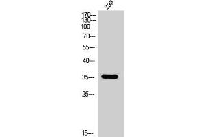 Western Blot analysis of 293 cells using Phospho-DOR-1 (S363) Polyclonal Antibody (OPRD1 antibody  (pSer363))