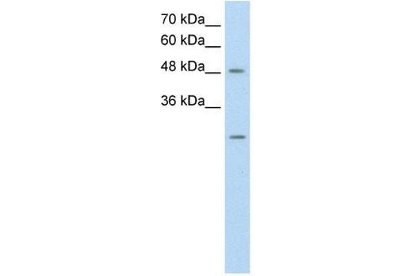 ANKRD2 antibody