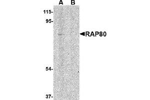 Western Blotting (WB) image for anti-Ubiquitin Interaction Motif Containing 1 (UIMC1) (N-Term) antibody (ABIN1031531) (UIMC1 antibody  (N-Term))