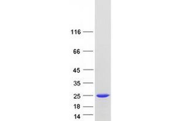 PPP1R14B Protein (Myc-DYKDDDDK Tag)