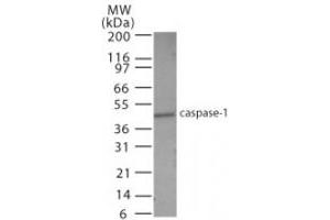 Image no. 2 for anti-Caspase 1 (CASP1) (AA 31-45) antibody (ABIN208361) (Caspase 1 antibody  (AA 31-45))