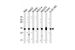 Western Blot at 1:2000 dilution Lane 1: Hela whole cell lysate Lane 2: HepG2 whole cell lysate Lane 3: mouse brain lysate Lane 4: MOLT-4 whole cell lysate Lane 5: NIH/3T3 whole cell lysate Lane 6: rat brain lysate Lane 7: U-251 MG whole cell lysate Lysates/proteins at 20 ug per lane. (PITPNA antibody  (C-Term))