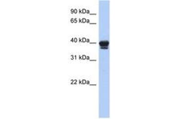 NAPEPLD antibody  (AA 71-120)