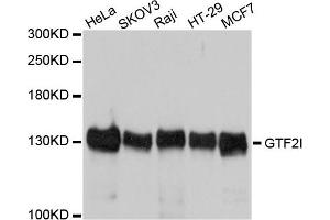 Western blot analysis of extracts of various cells, using GTF2I antibody. (GTF2I antibody)