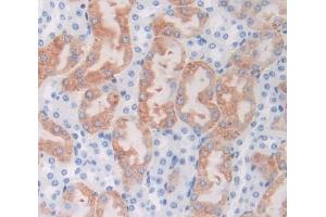 IHC-P analysis of Rat Tissue, with DAB staining. (APOA1 antibody)