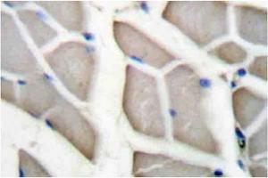 Image no. 1 for anti-Actin (pan) antibody (ABIN265298) (Actin antibody  (pan))