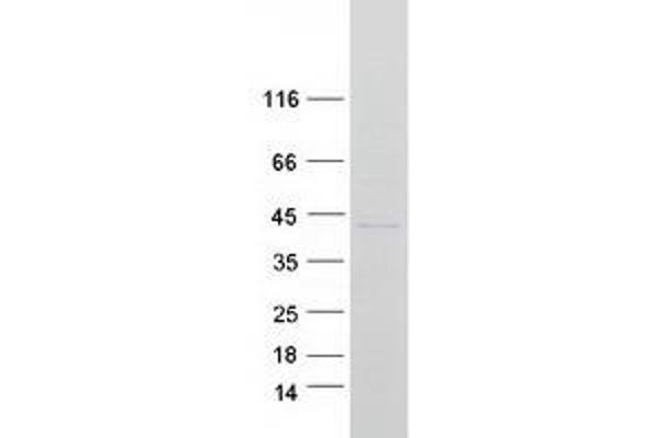 MARC2 Protein (Myc-DYKDDDDK Tag)